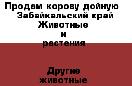 Продам корову дойную - Забайкальский край Животные и растения » Другие животные   